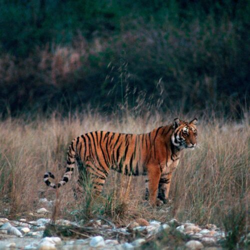 Jim Corbett