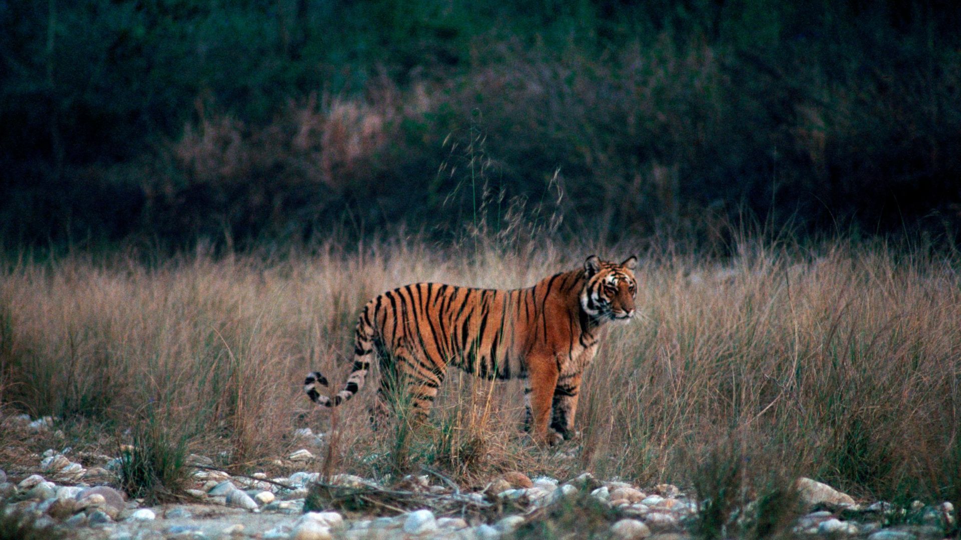 Jim Corbett