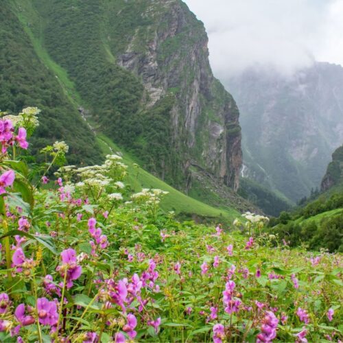 VALLEY OF FLOWERS