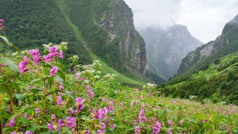 VALLEY OF FLOWERS