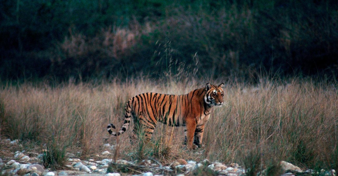 Jim Corbett