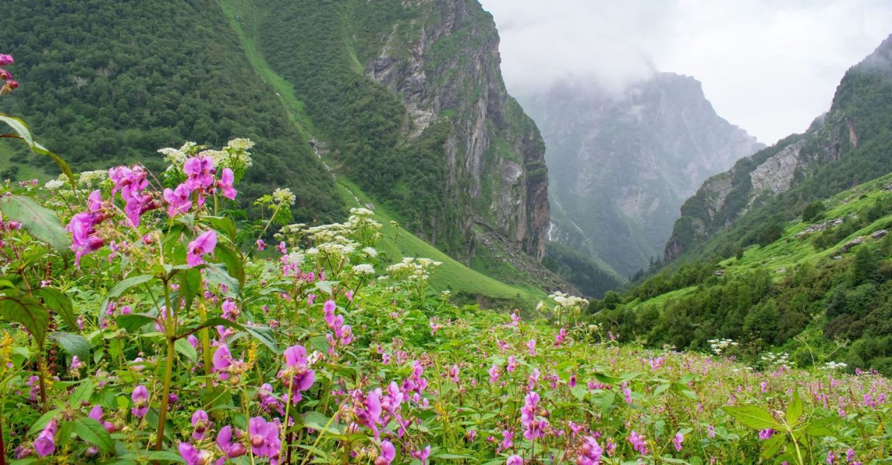 VALLEY OF FLOWERS